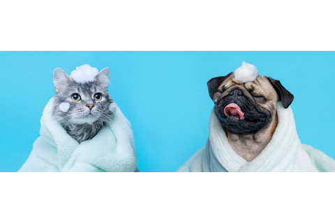 Dog and cat in a tub