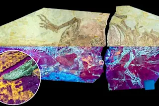 Dinosaur Skin