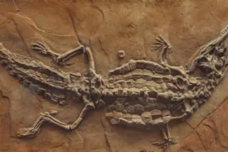 Ancient crocodile