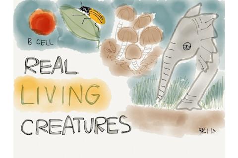 B Cell Real Living Creatures