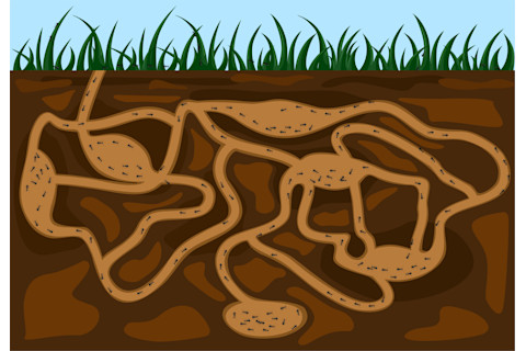 Ant colony underground
