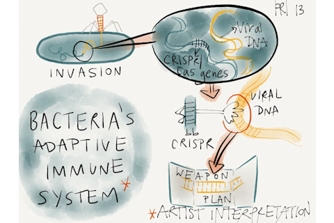 bacteria's adaptive immune system