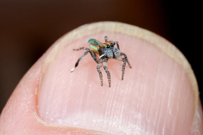 2 - Maratus volans, furled fan