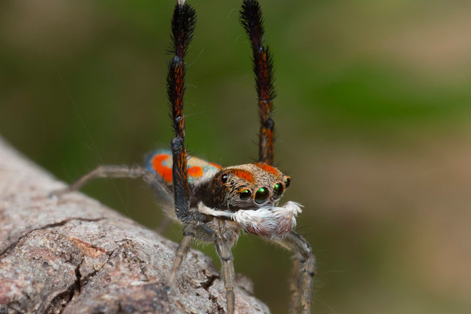 4 - Maratus sylvestris