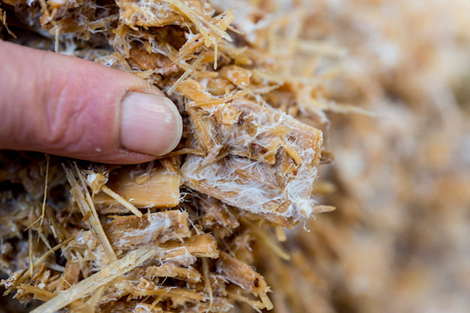 Mycelium - Stuary Isett