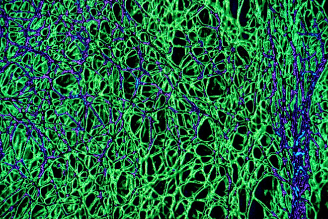 mushroom mycelium - Paul Stamets