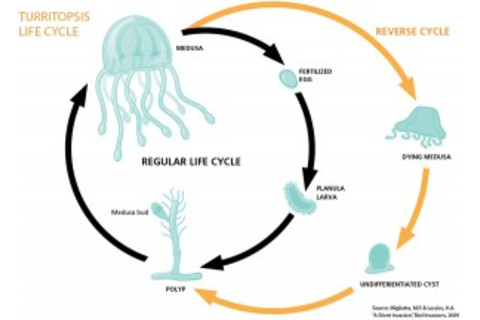 Ordinarily, jellyfish are born from eggs and grow into larvae, which morph into polyps before becoming free-swimming medusa.