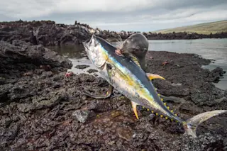 Using a small lava cove as trap, a small number of bulls have learned to round up pelagic yellowfin tuna