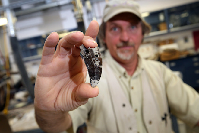 Tyrannasaur tooth - Jake Bacon