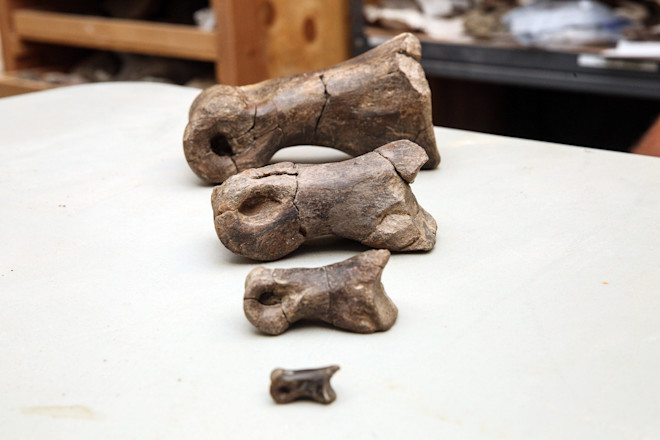 Tyrannosaur toes - Jake Bacon