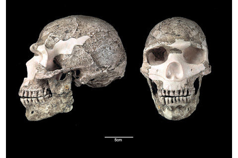 Skhul 5 Neanderthal - Alamy