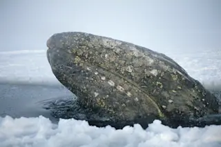 Gray Whale - Michio Hoshino