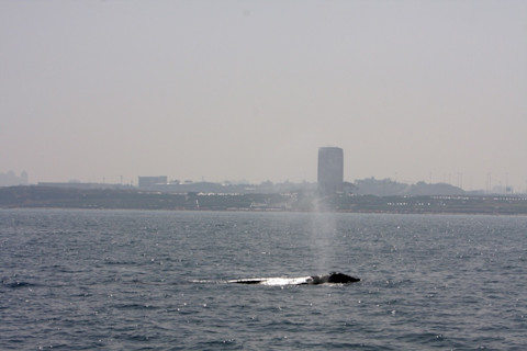 Gray Whale, Israel - Aviad Scheinin