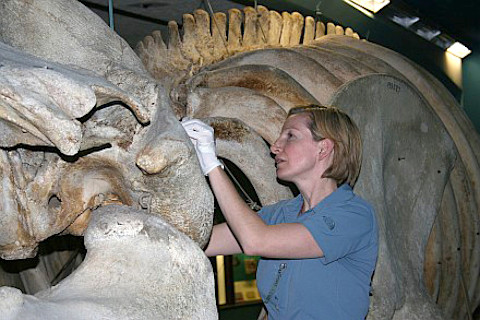 Elizabeth Alter Examines a Gray Whale Subfossil - Courtesy