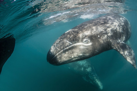 Female Gray Whale and Calf - Robert Harding