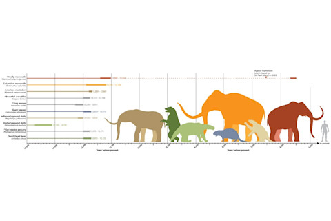 Extinct animal chart - Mackey/Discover