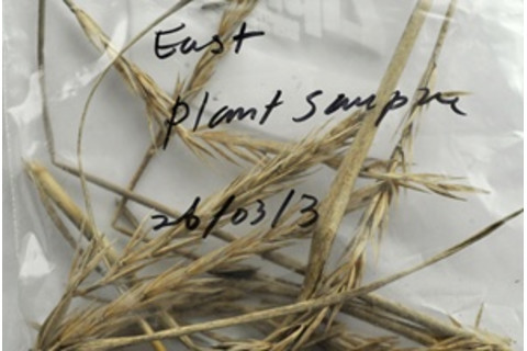 vegetation from st. paul island - Jessica Marshall