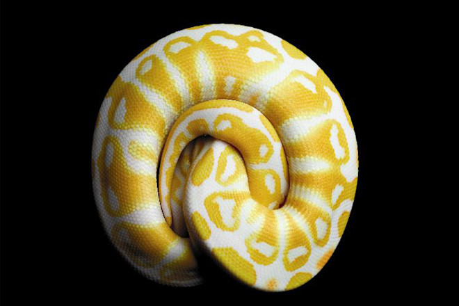 Albino-Black-Pastel-Ball-Python.jpg
