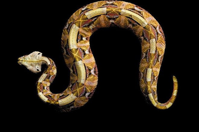 Gaboon-Viper_ext.jpg