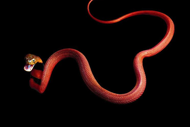 Red-Spitting-Cobra_ext-2.jpg