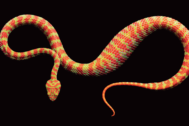 Beautiful-Pit-Viper-After-Feeding_ext.jpg