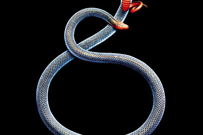 Blue-Malaysian-Coral-Snake_ext.jpg