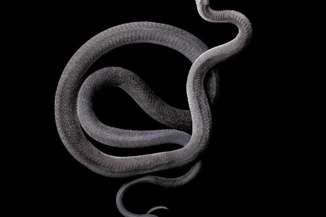 Black-Mamba_ext.jpg