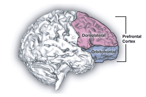 prefrontal cortex - Zahr & Sullivan