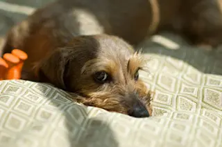 cute dog