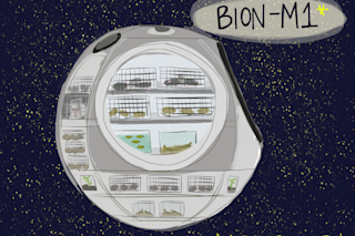 Bion-Mi