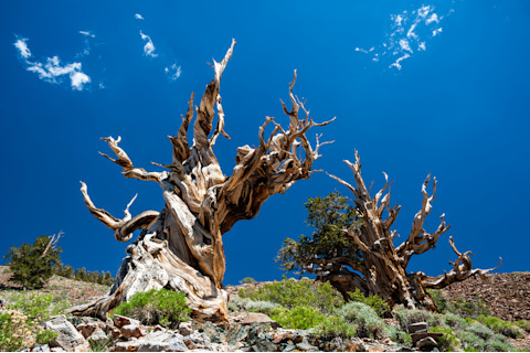 Bristlecone pines are among the longest-living trees. (Credit: Thomas Ramsauer/Shutterstock)