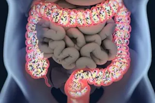Gut Digestion Microbiome - Shutterstock