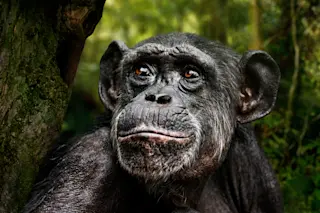 chimpanzee in the forest with a thoughtful expression