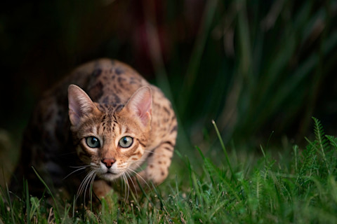 bengal cat hunting in grass
