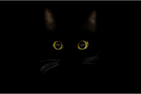 Black cat with glowing cat eyes in the dark, representing night vision