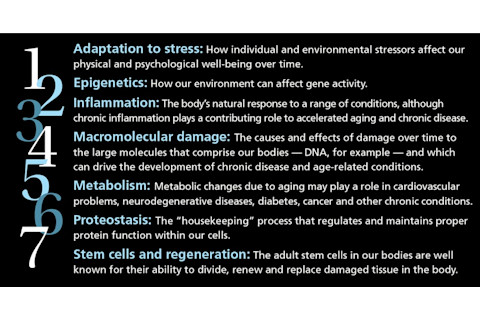 7-pillars that promote aging diagram
