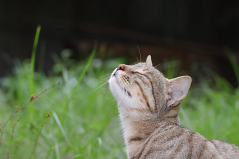 cat smelling the air