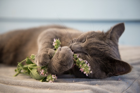 Gray Cat Enjoying Fresh Catnip