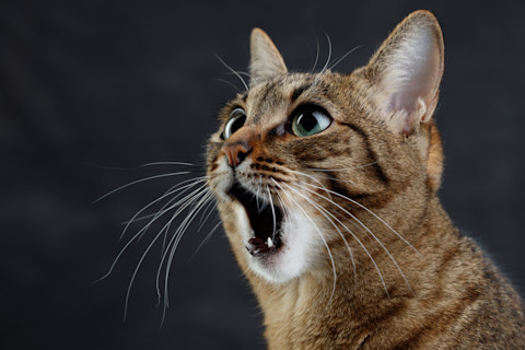 Tabby cat, shocked with mouth open