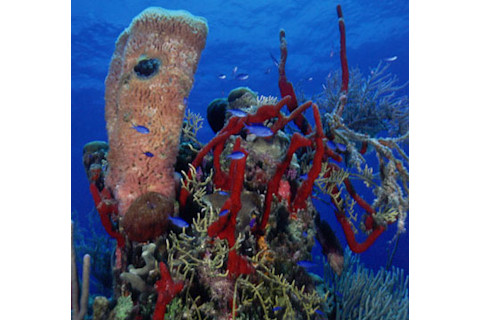 Drugs From the Sea_Reef