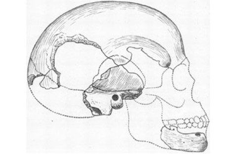 Boskop Skull - American Museum of Natural History
