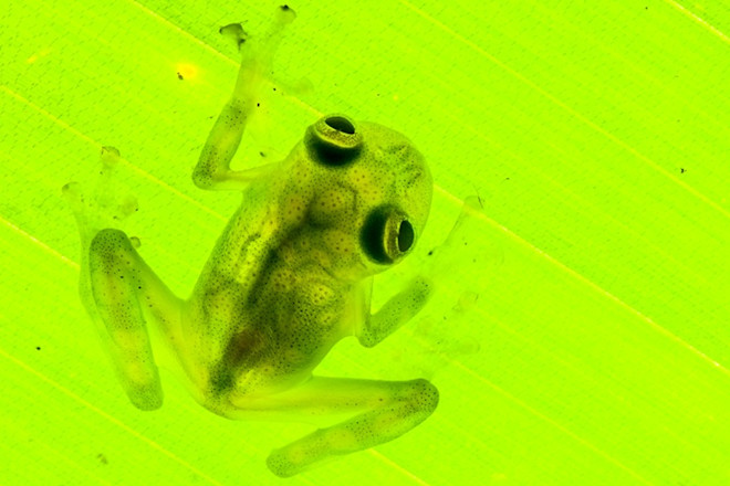 6ReticulatedGlassFrog