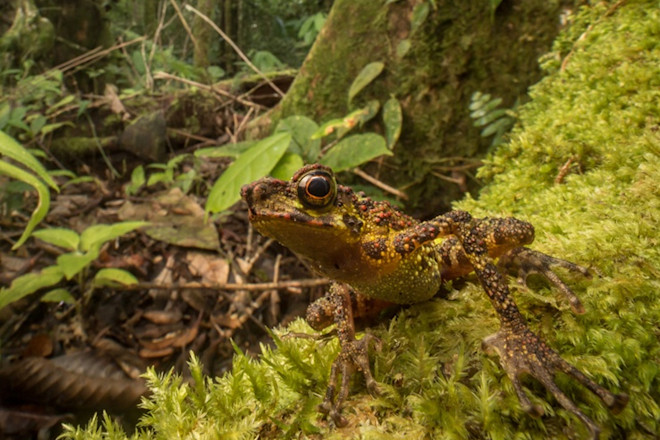 1BorneoRainbowToad
