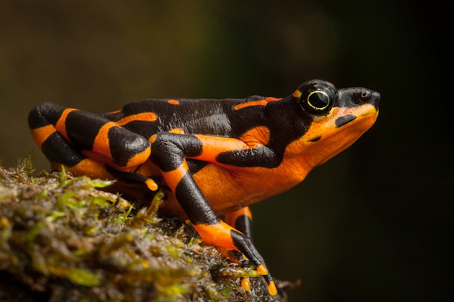 2VariableHarlequinFrog