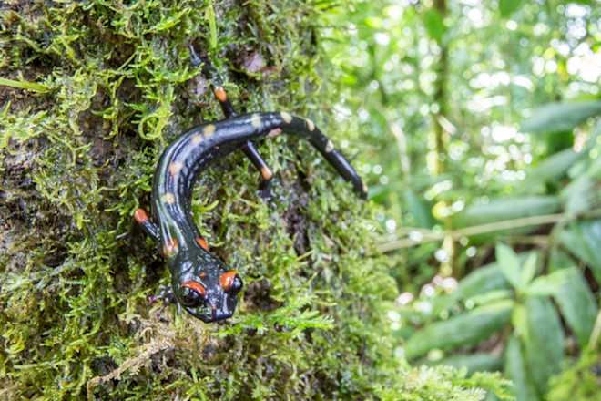 10LonglimbedSalamander