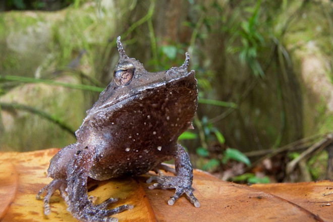 11SolomonIslandsEyelashFrog