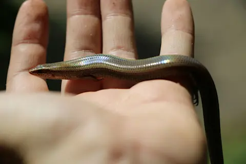 Common dotted garden skink, Lygosoma punctata - Josh Learn