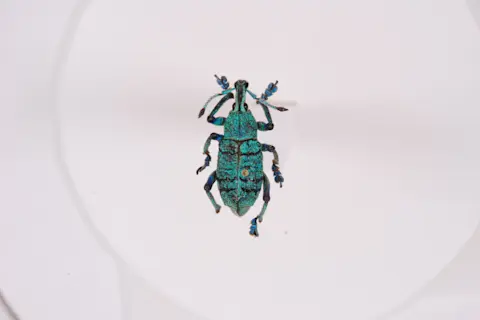 Iridescent Weevil 1 - Vinod Saranathan