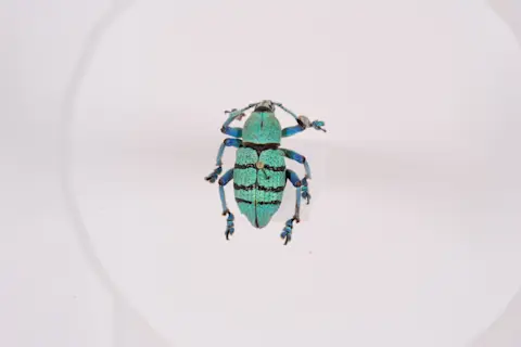 Iridescent Weevil 2 - Vinod Saranathan