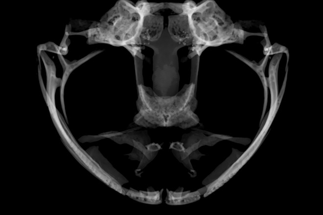 Hyla chrysoscelis - Daniel J. Paluh